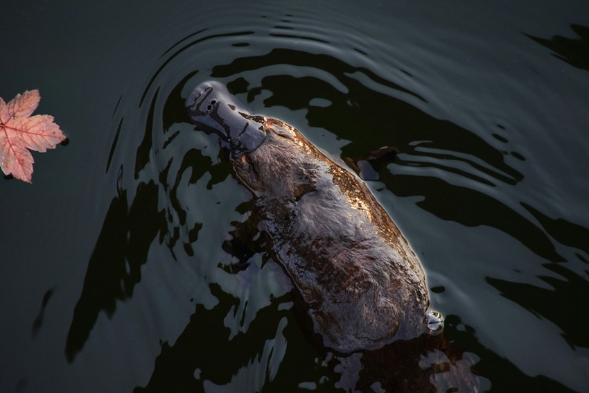 Platypus facts