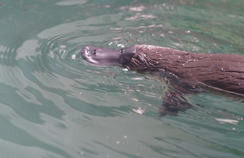 Platypus unusual features