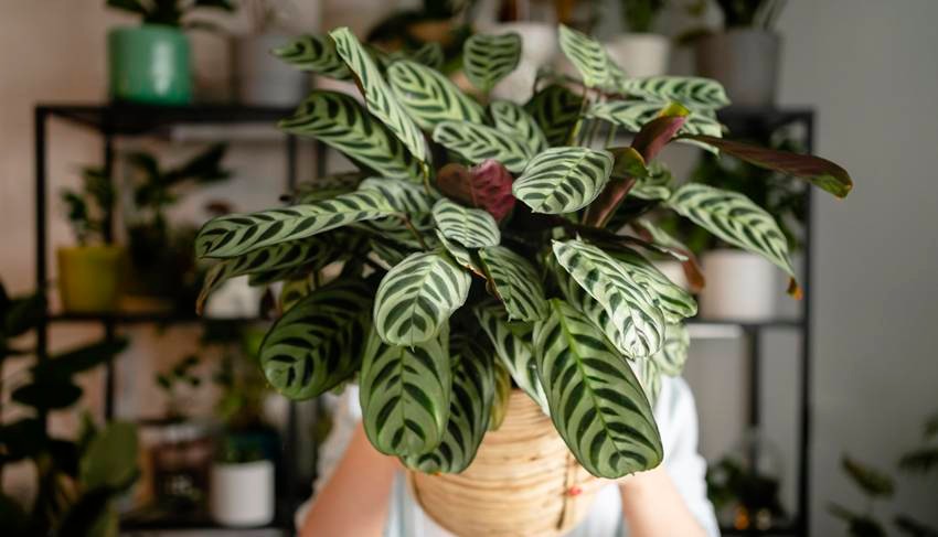 Prayer Plant – Maranta