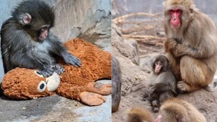 Viral Punch Monkey Complete story Japan Ichikawa City Zoological and Botanical Gardens issues statement