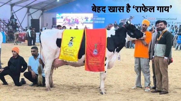Rafale Cow, Cow Milk Highest Record, Sabse jyada doodh dene wali cow world record