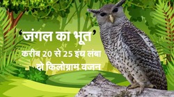 जिम कार्बेट में मिला दुर्लभ प्रजाति का उल्लू, स्थानीय लोग कहते हैं- जगंल का भूत, रात में निकलता है महिलाओं के रोने जैसी आवाज
