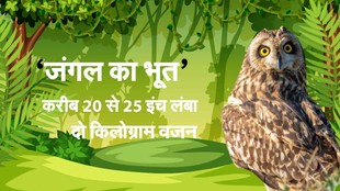 Rare Owl, Rare Owl News, Owl News in Hindi