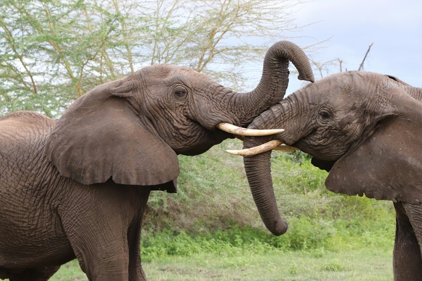 Rare animal behavior facts