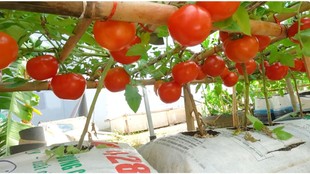 Growing Tomatoes easy steps, Rooftop tomato garden, Terrace Gardening tips