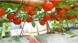 कम समय और कम लागत में छत पर उगाएं टमाटर के पौधे, इस तरह बेहतर हो सकती है पैदावार