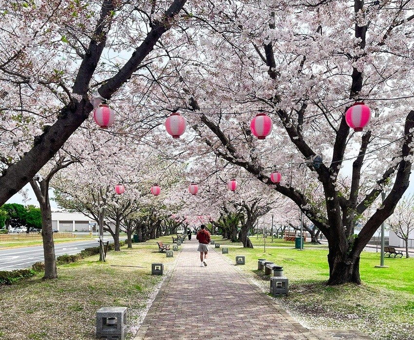 Sakura cherry blossom festival Japan