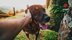 Science Says Your Dog Understands You More Than You Think