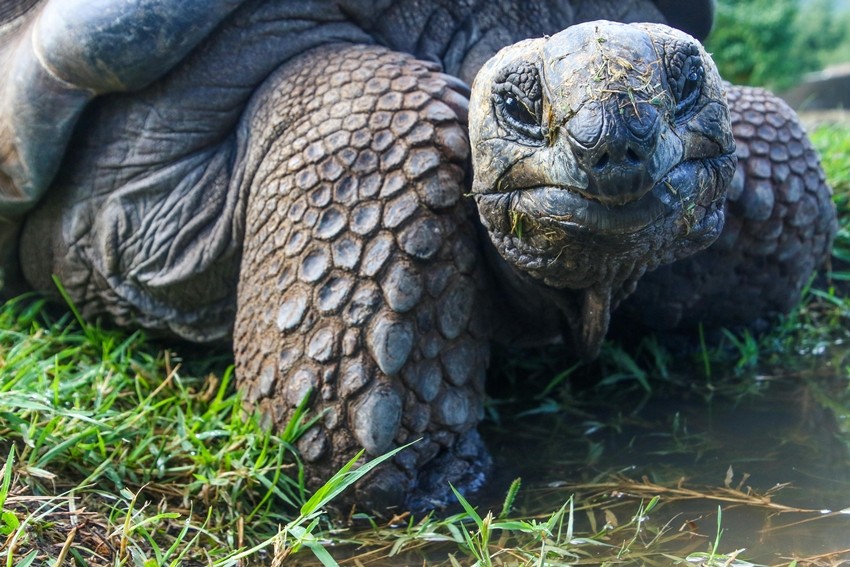 Sea turtle speed