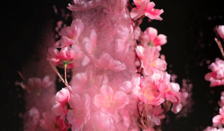 Smoke Bush – Cotinus coggygria