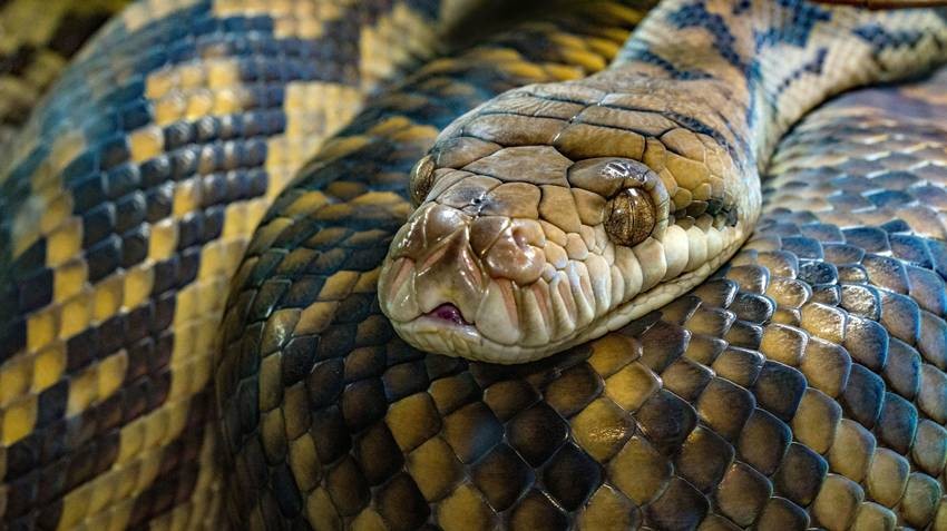 Snake survival without food
