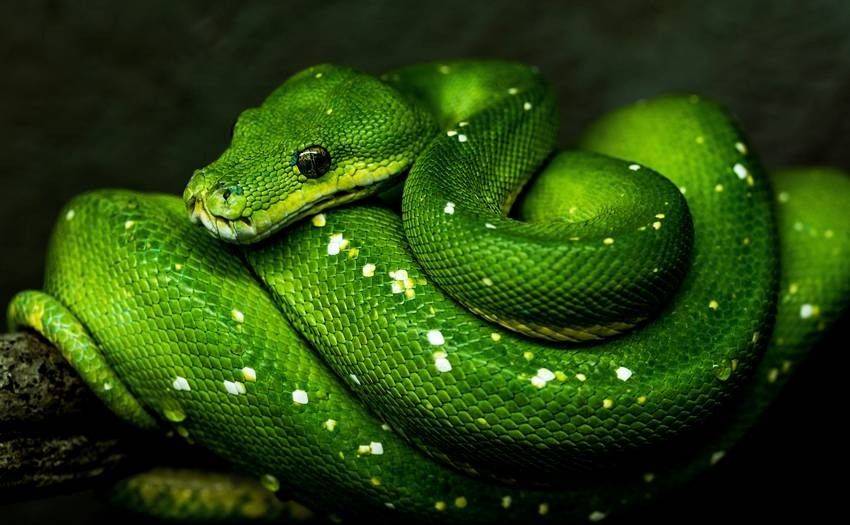 Snake metabolism research