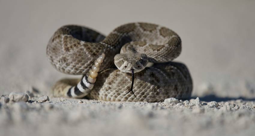 How long can snakes live without eating