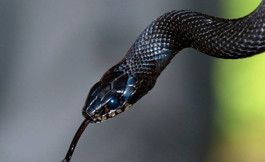 Reptile energy conservation