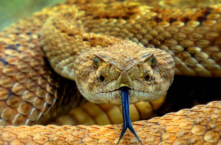 How snakes burn fat for energy