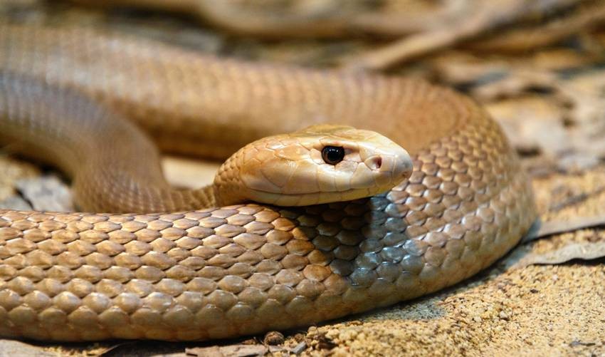  Snake body fat conversion