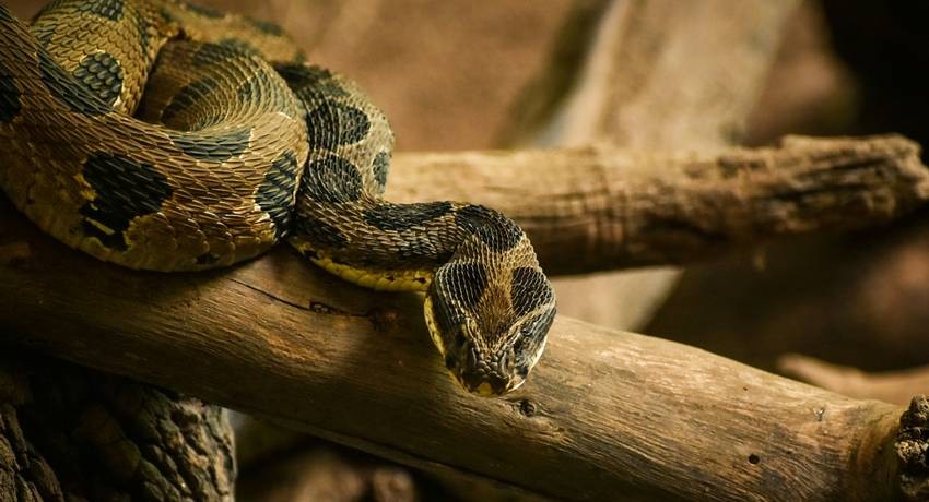 Snake energy consumption