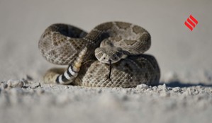 Snake survival without food