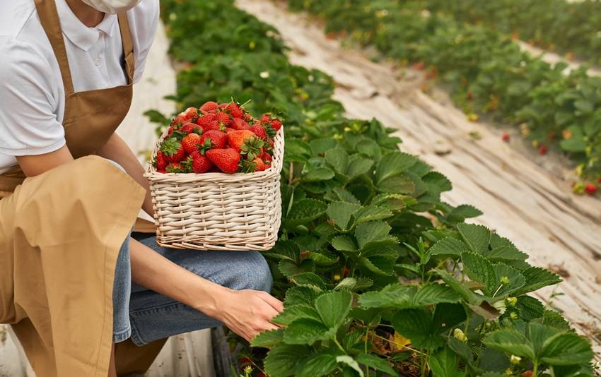 Mahabaleshwar Strawberry Farming