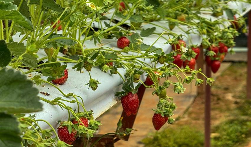 types of strawberries are there in India