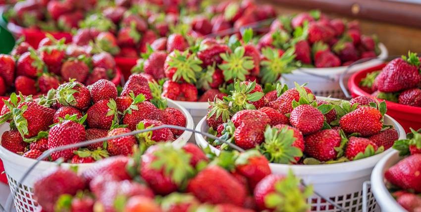 Strawberry production in Maharashtra