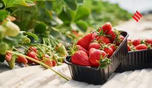 Strawberry Capital of India