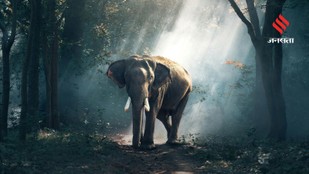 Surprising Elephant Facts That Reveal Their Hidden Abilities