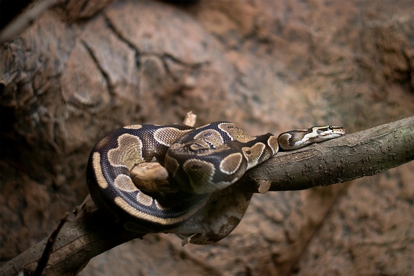 Surprising animal facts