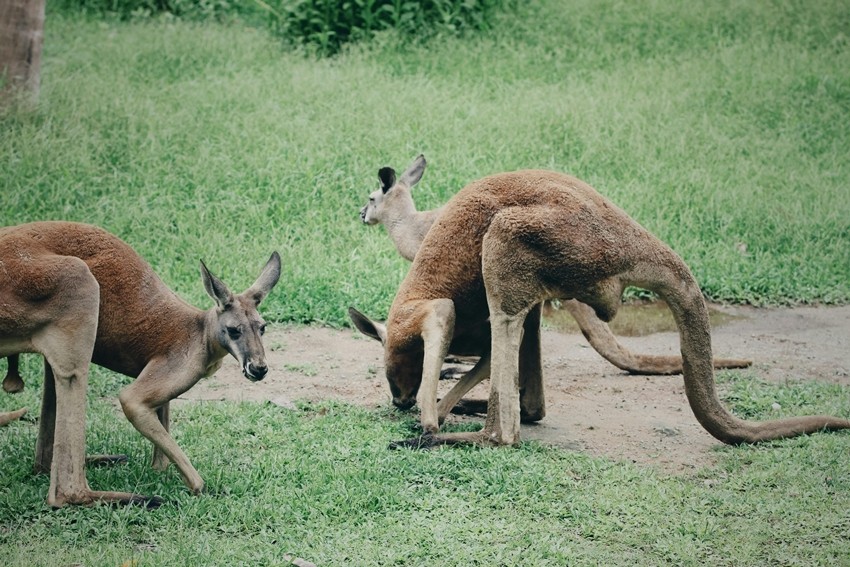 Territorial fights in animals