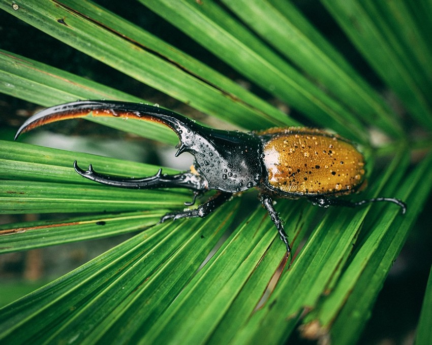 The Science Behind the Most Powerful and Resilient Insects on Earth