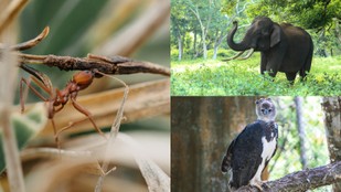 These Animals Are Stronger Than Humans in Every Way