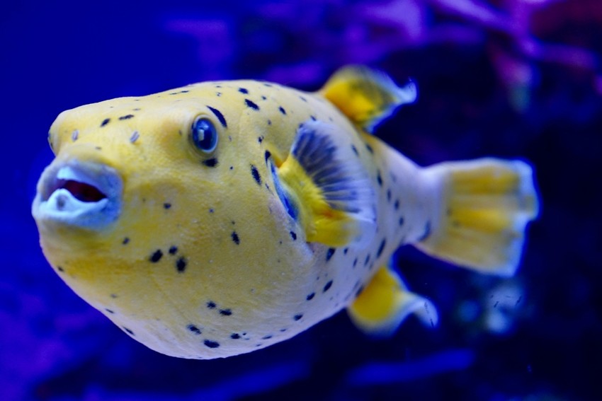 These Innocent-Looking Creatures Can End a Life in Minutes