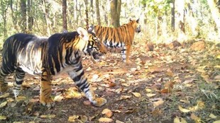 Bandhavgarh Tiger Death News, MP High Court Tiger Case