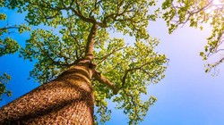 विचार: सौर ऊर्जा की चमक में कटते पेड़, क्या पर्यावरण पर भारी पड़ रही है हरित क्रांति