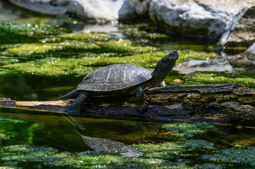 Turtle biology