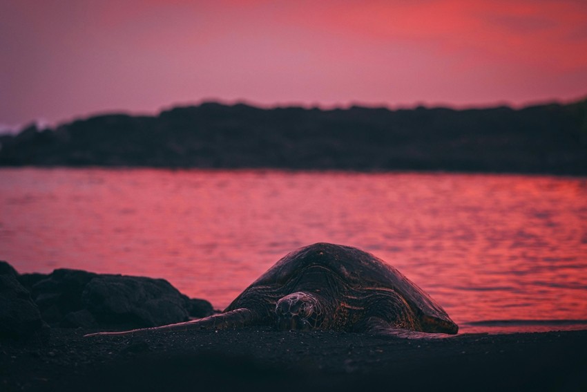Turtle breathing adaptation