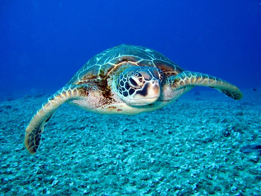 Turtle facts