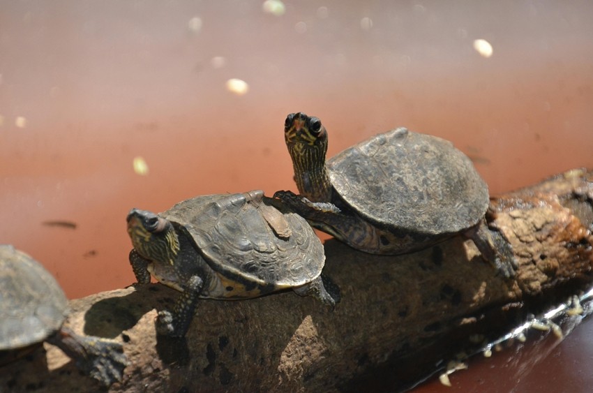 Turtle scientific facts