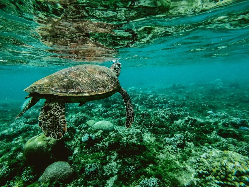 Turtle urination through mouth