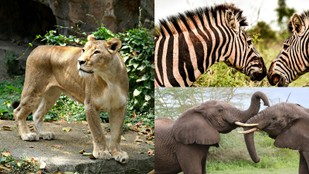 Unbelievable Animal Facts That Will Blow Your Mind