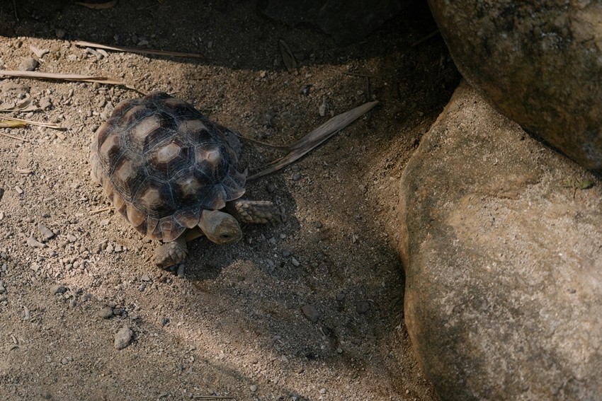 Unique turtle abilities
