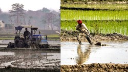 Opinion: सरकारी संरक्षण से ‘फूड बास्केट’ बनकर उभरता उत्तर प्रदेश, खेती के रास्ते राष्ट्रीय परिप्रेक्ष्य में खाद्य–सुरक्षा हब की ओर अग्रसर