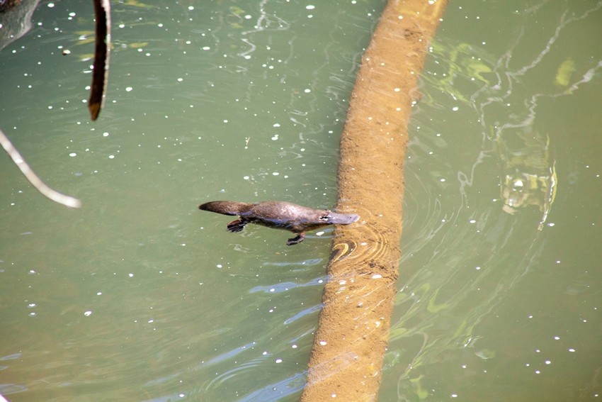 Venomous mammals