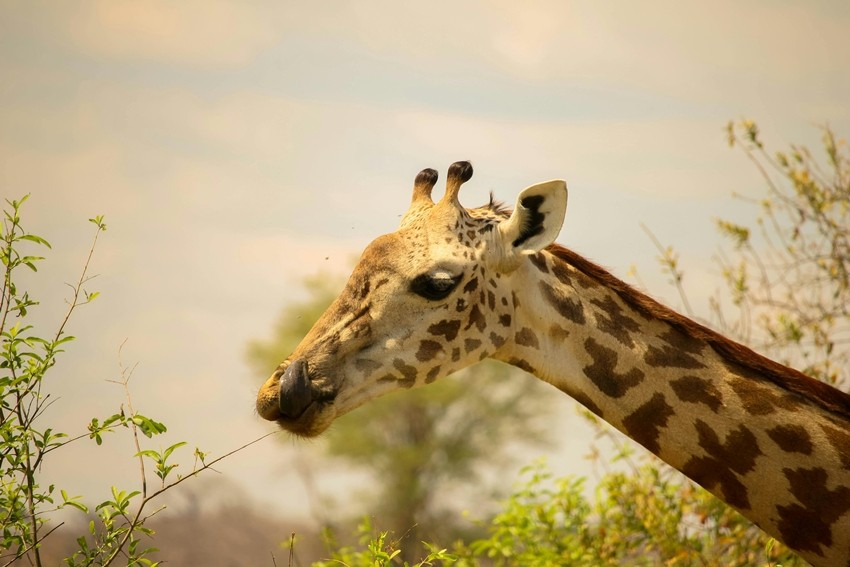 Weird animal facts proven by science