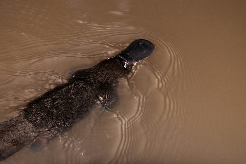 Weirdest animals in the world