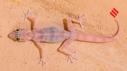 घर में बार-बार दिखती हैं छिपकलियां, भगाने के लिए अपनाएं ये 5 तरीके