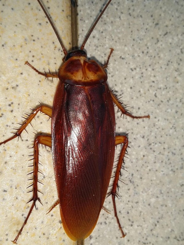 Why Cockroaches Can Survive Radiation Better Than Humans