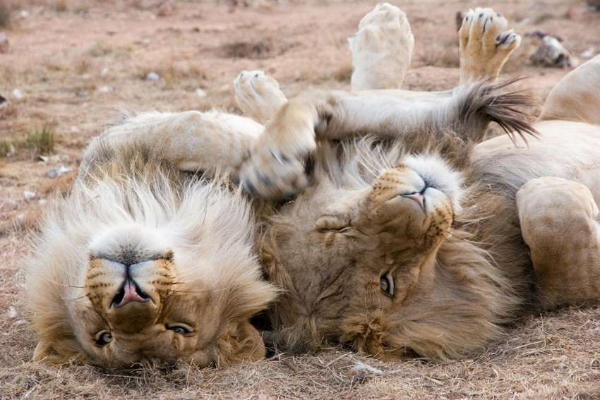 Wild animals fighting behavior