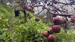 apple garden| railway lines| jammu kashmir