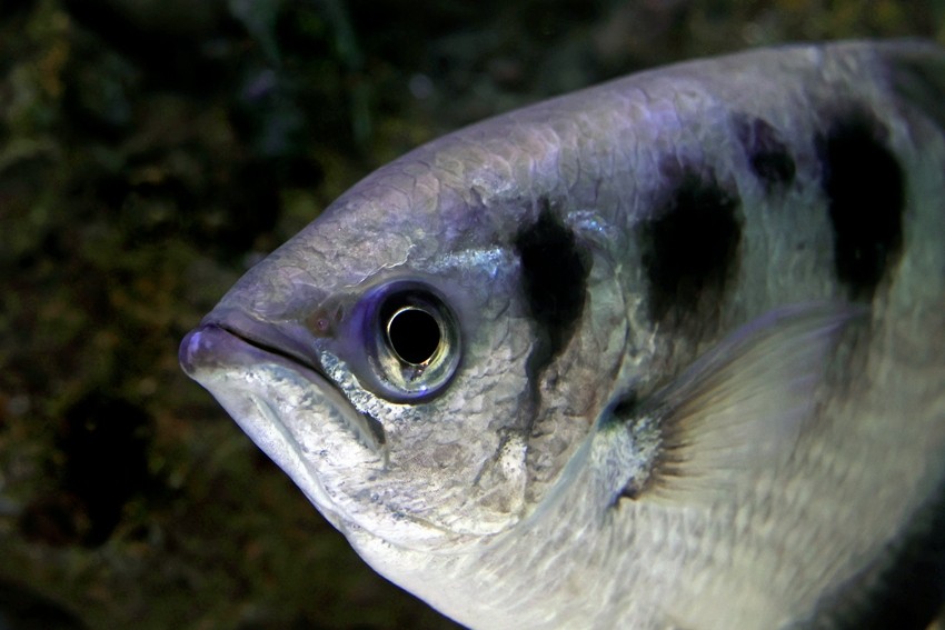 archerfish-unsplash